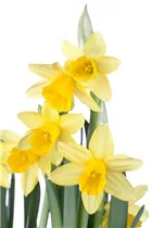 Narcissus cyclamineus 'Tête à Tête' - Alpenveilchenartige Garten-Narzisse 'Tête à Tête' Narcissus cyclamineus 'Tête à Tête' - Alpenveilchenartige Garten-Narzisse 'Tête à Tête'