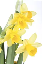 Narcissus cyclamineus 'Tête à Tête' - Alpenveilchenartige Garten-Narzisse 'Tête à Tête' Narcissus cyclamineus 'Tête à Tête' - Alpenveilchenartige Garten-Narzisse 'Tête à Tête'