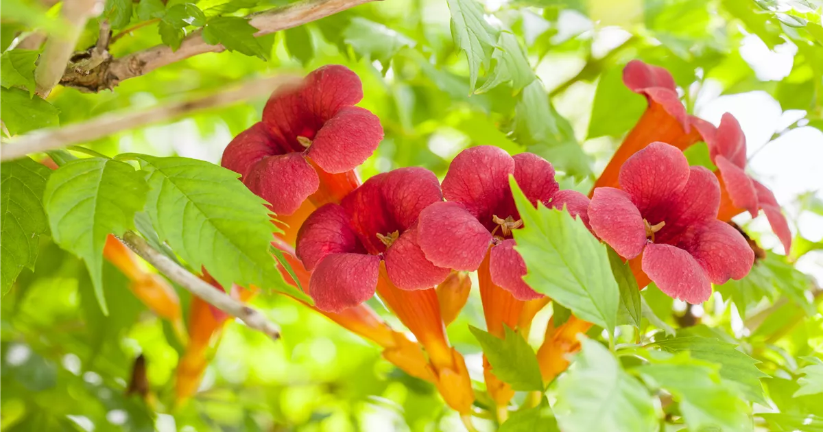 Rote Kletter Trompetenblume Campsis Radicans rote-kletter-trompetenblume-campsis-radicans