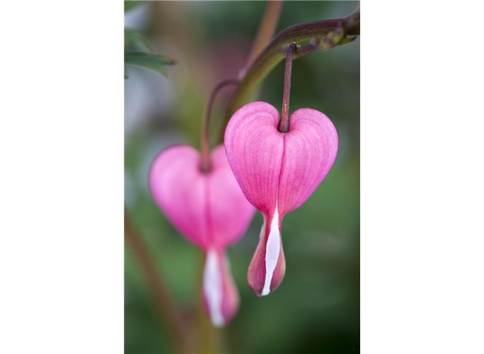 Dicentra Spectabilis Tranendes Herz Bellandris Blumenzwiebeln