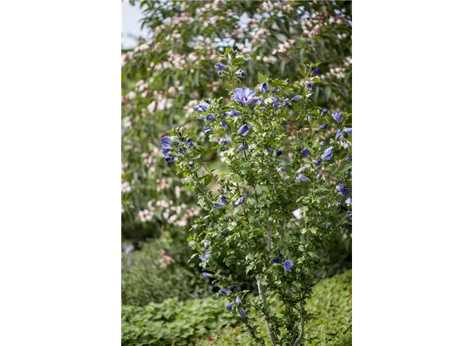 Garteneibisch 'Oiseau Bleu', Hibiscus syriacus 'Oiseau Bleu'