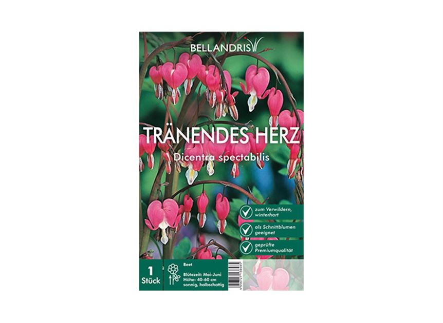 Dicentra Spectabilis Tranendes Herz Bellandris Blumenzwiebeln