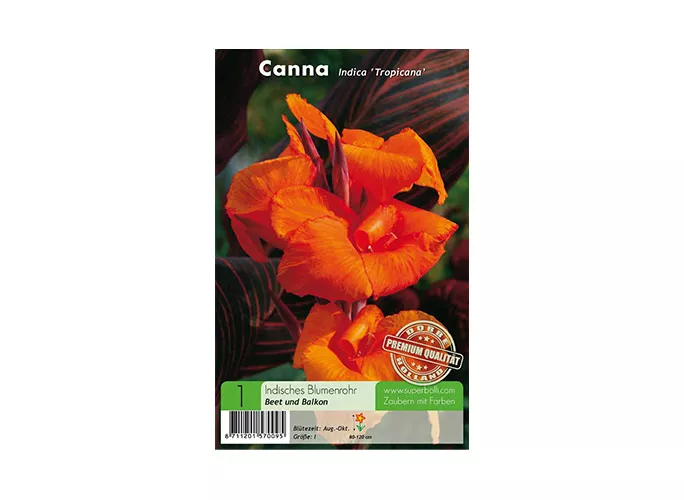 1Pack Blumenrohr Canna Penne ca.13cm Orange Naturdeko Floristikbedarf 