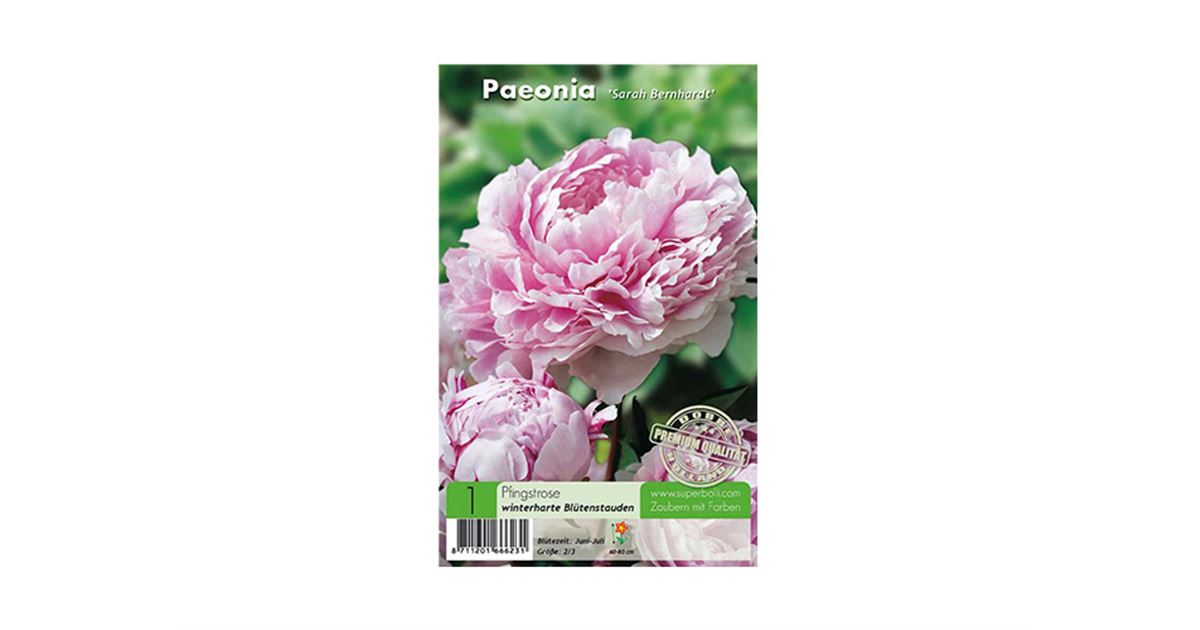 Paeonia Sarah Bernhardt Pfingstrose, Blumenzwiebeln Premium