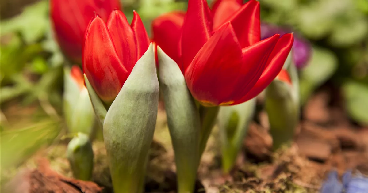 Frühlingsblüher Frühlingsgefühle für Balkon und Garten Mauk Gartenwelt