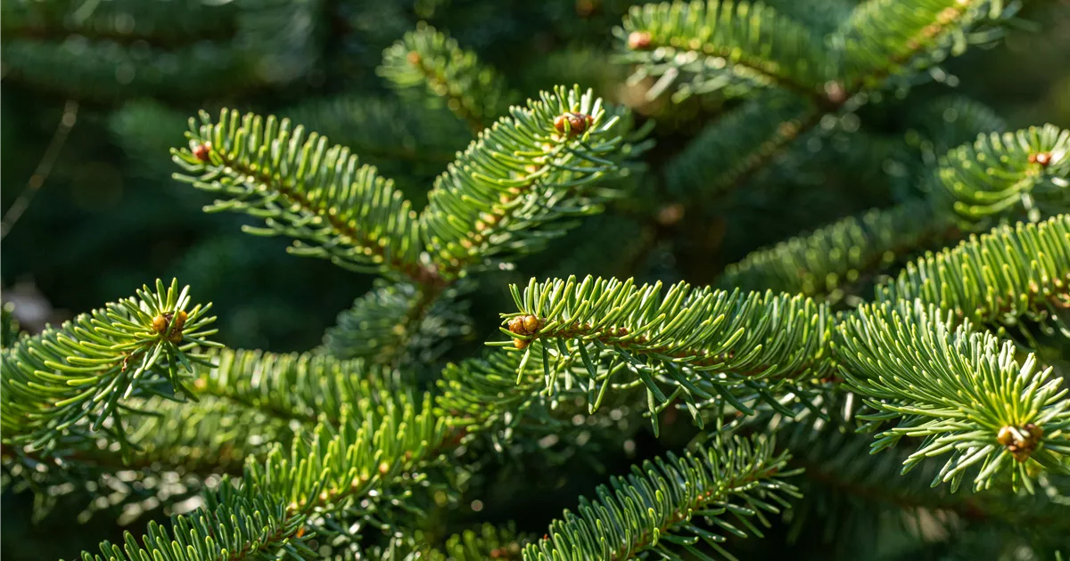 Griechische Tanne 'Meyer´s Dwarf', Abies cephalonica 'Meyer´s Dwarf'