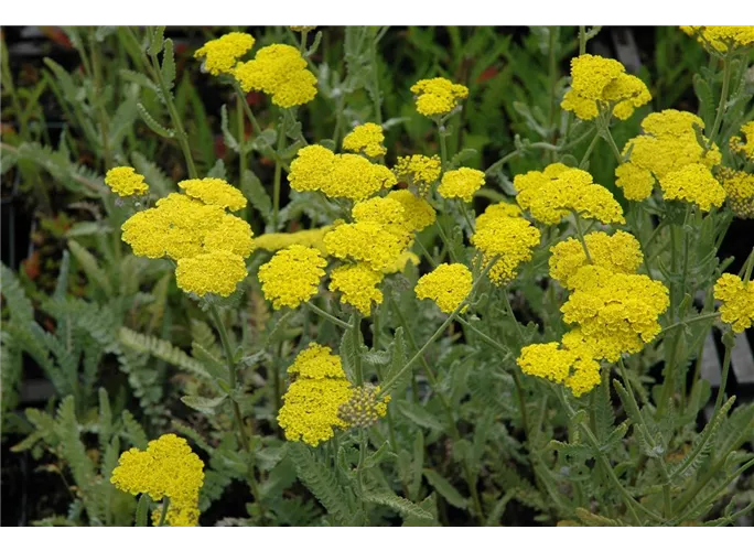 Garten Goldquirl Garbe Moonshine Achillea Clypeolata Moonshine