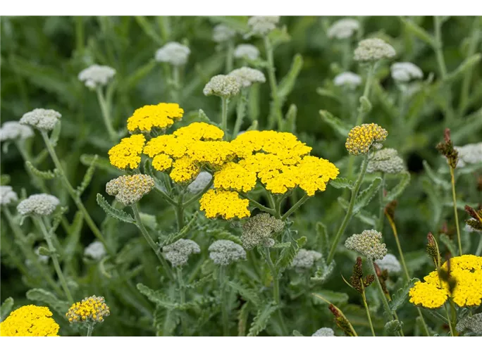 Garten Goldquirl Garbe Moonshine Achillea Clypeolata Moonshine