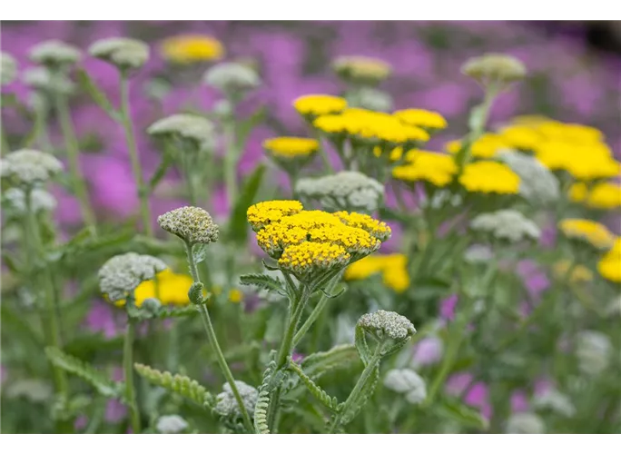 Garten Goldquirl Garbe Moonshine Achillea Clypeolata Moonshine