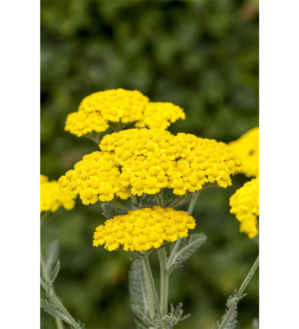 Scharfgabe Little Moonshine Achillea Millefolium Little Moonshine