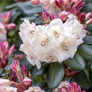 Mächtig und prächtig! Der vielseitige Rhododendron im Garten Mauk