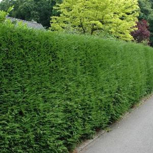 Thuja Brabant Lebensbaum 125 bis 150 Hhe 11 Euro Heckenpflanzen  Sichtschutz   eBay