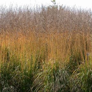 Ob Natur Oder Steingarten Graser Werten Jeden Garten Auf Mauk Gartenwelt