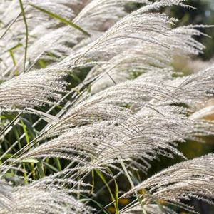 Ob Natur Oder Steingarten Graser Werten Jeden Garten Auf Mauk Gartenwelt