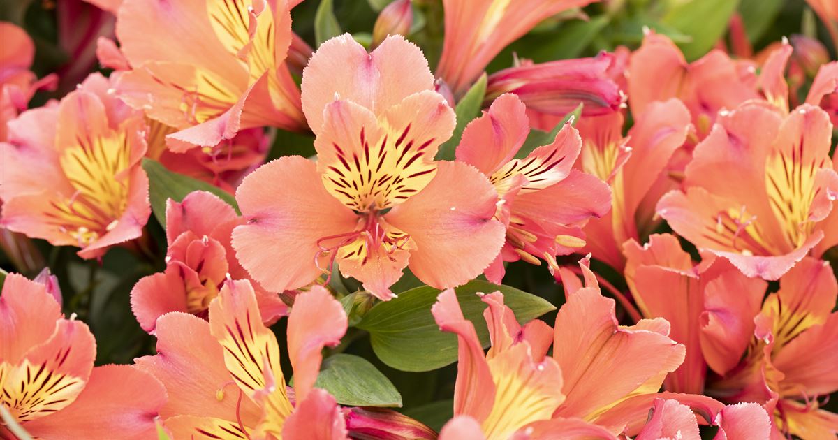 Inkalilie 'Summer Paradise', Alstroemeria 'Summer Paradise'