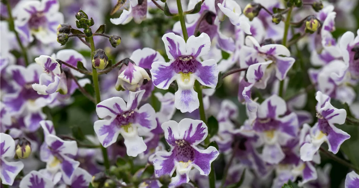 Angelonia angustifolia Alonia™