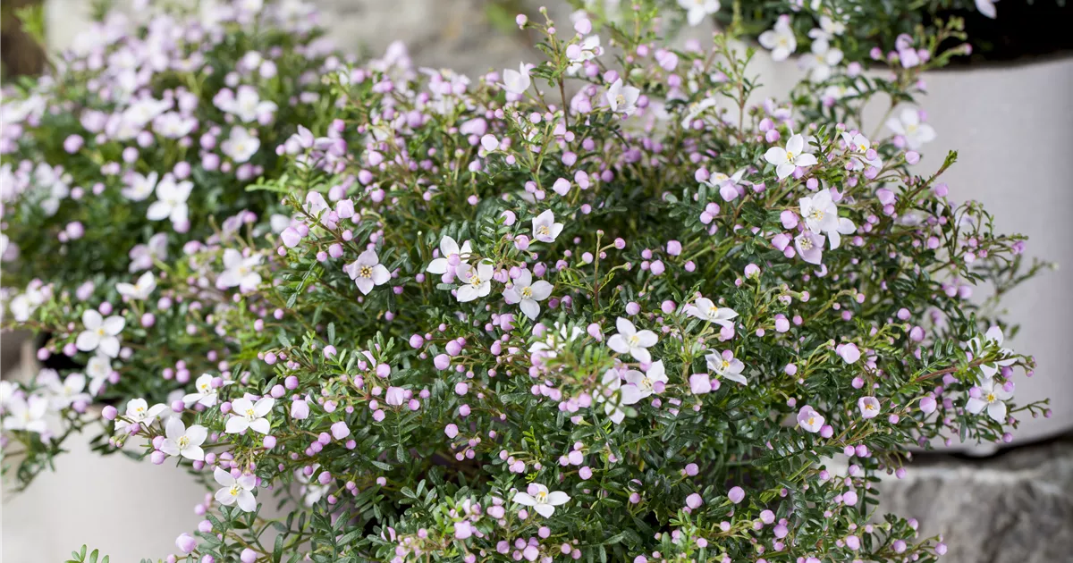 Boronia Anemonifolia Blutezeit