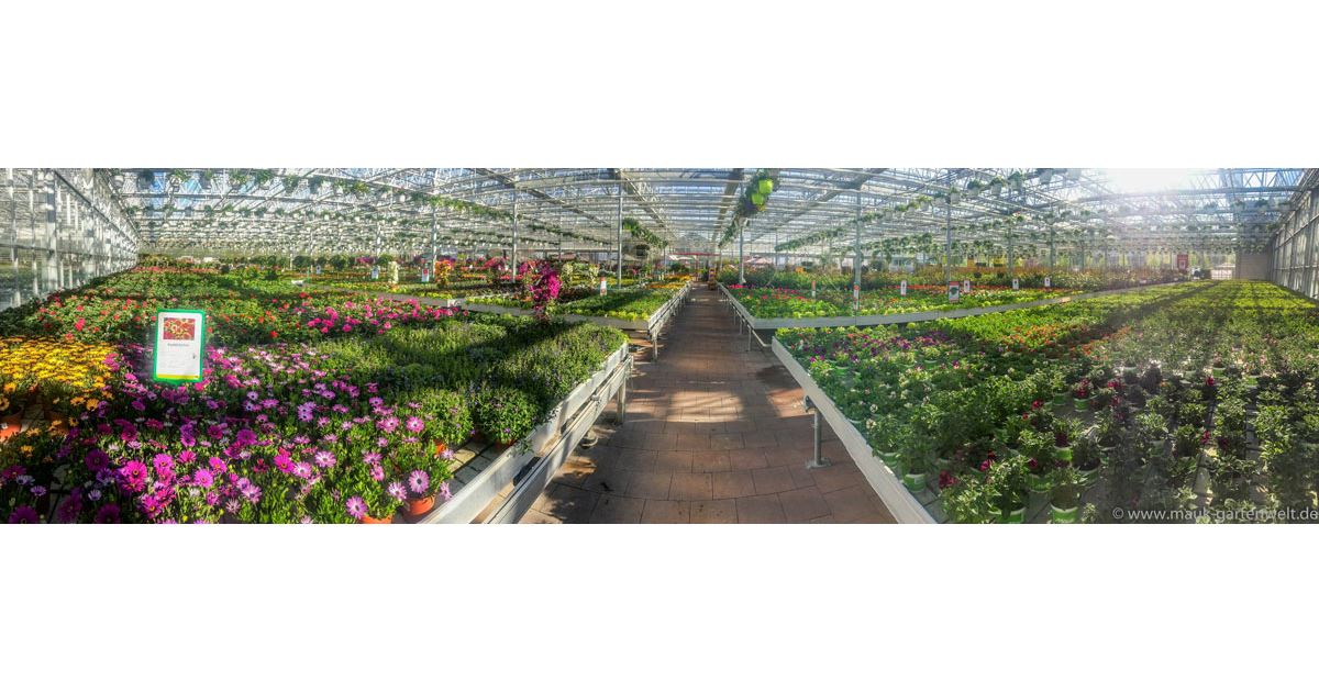 Mauk Gartenwelt in KarlsruheGrötzingen Pflanzen Mauk