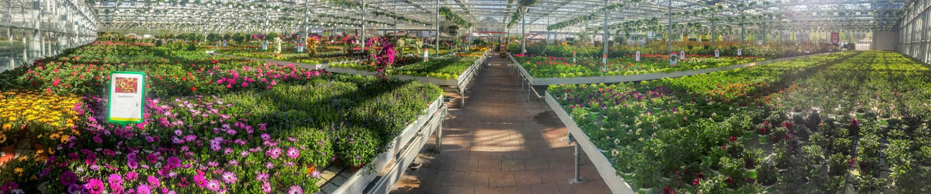 Mauk Gartenwelt in Karlsruhe-Grötzingen - Pflanzen Mauk Blumenparadies