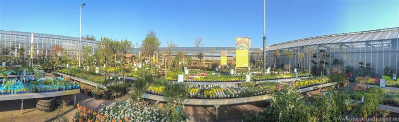 Mauk Gartenwelt in KarlsruheGrötzingen Pflanzen Mauk Blumenparadies