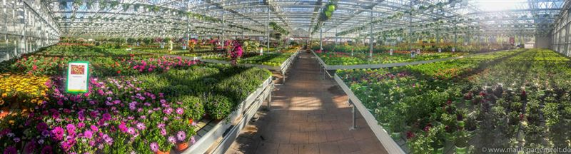 Mauk Gartenwelt in KarlsruheGrötzingen Pflanzen Mauk Blumenparadies