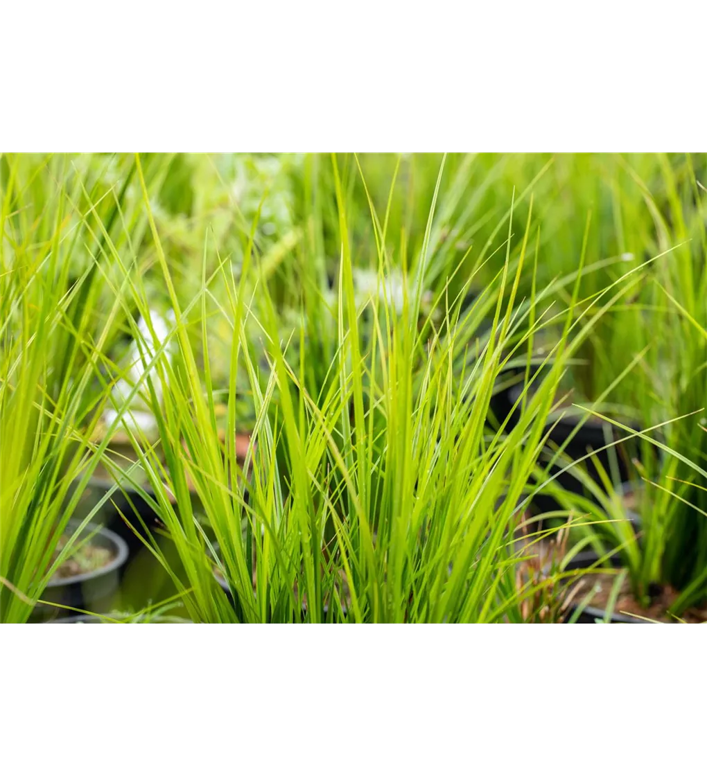 Carex brunnea Verde Gartensegge Verde 