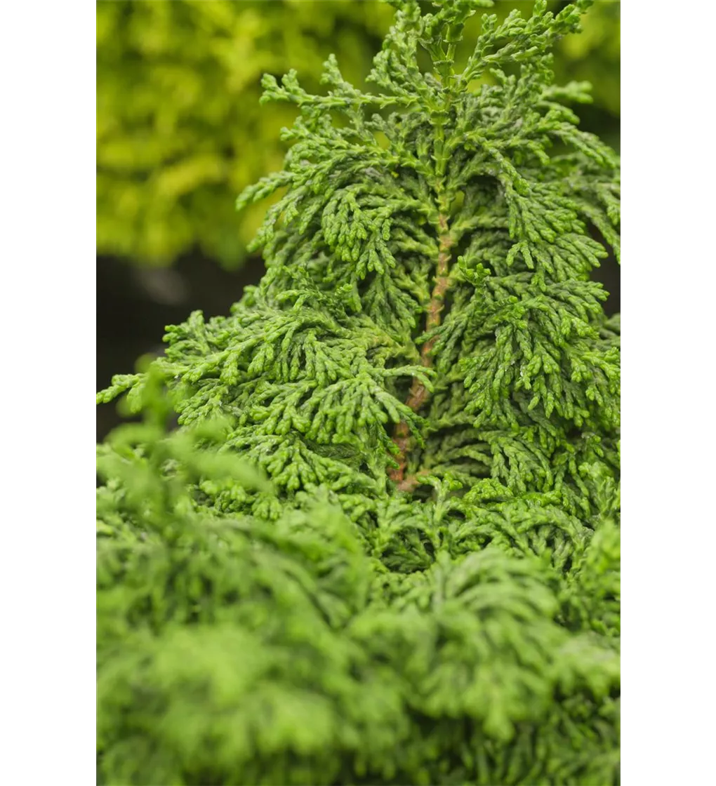 Chamaecyparis obtusa Maureen Scheinzypresse Maureen Chamaecyparis obtusa Maureen Scheinzypresse Maureen