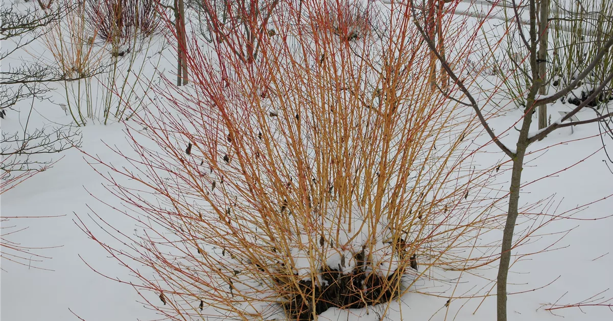 Roter Hartriegel 'Winter Flame', Cornus sanguinea 'Winter Flame'