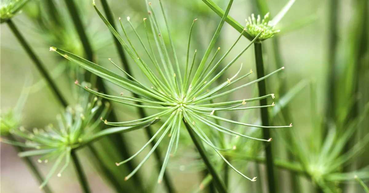 Zypergras, Cyperus haspan