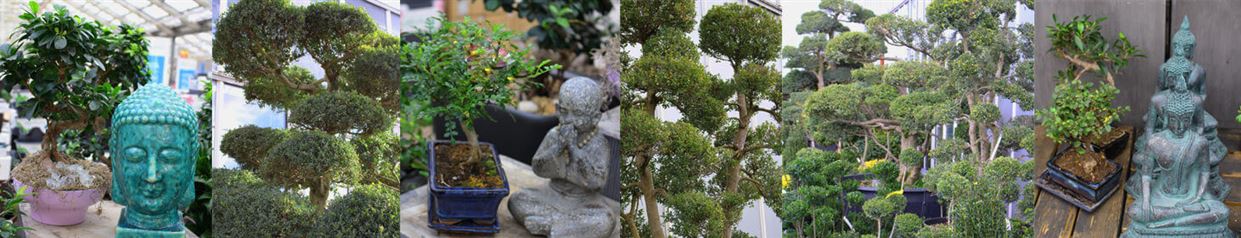 Pflanzen in Ihrer Mauk Gartenwelt