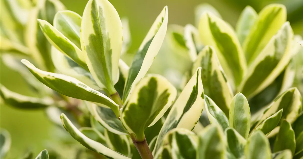 Hebe 'Variegata', Hebe x andersonii 'Variegata'