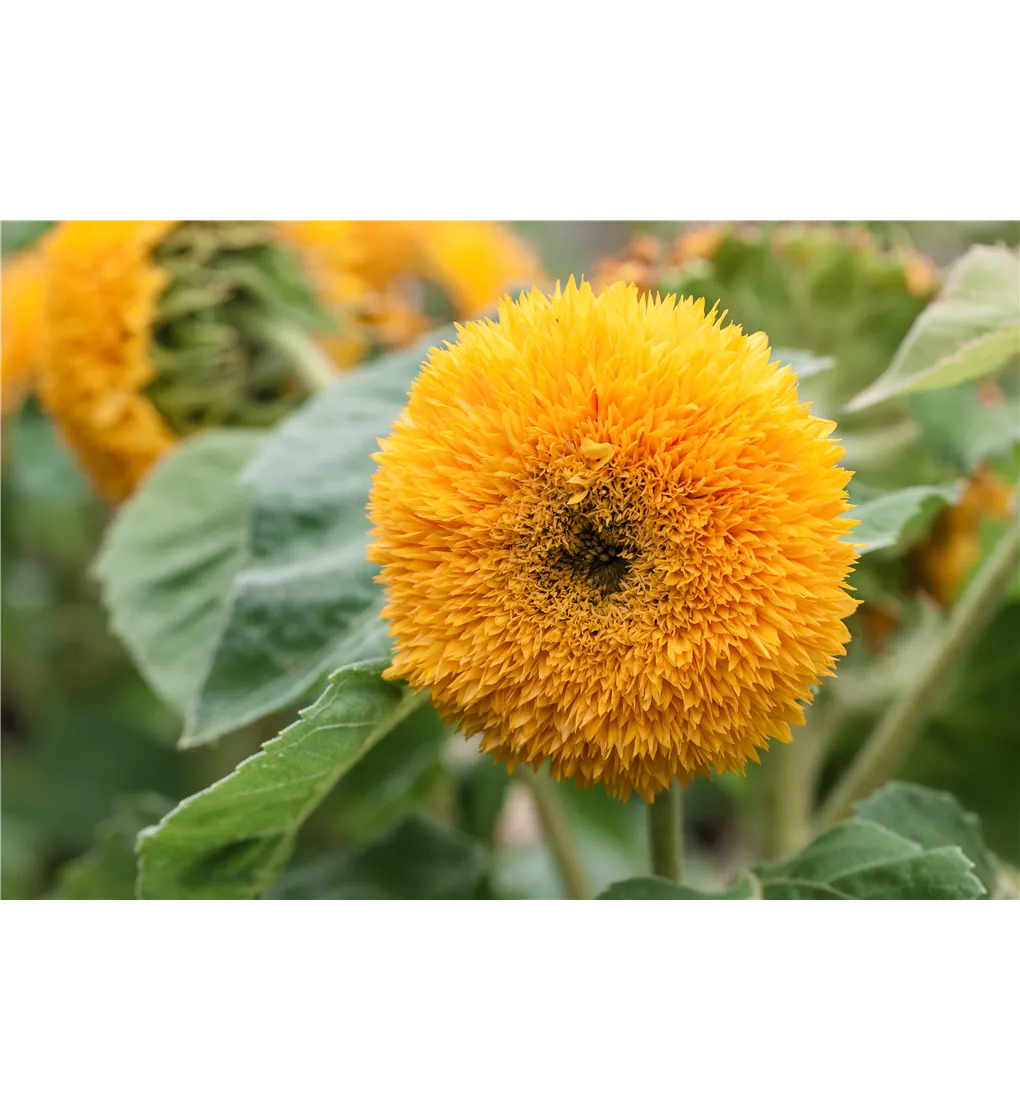 Stockschirm »Bauerngarten mit Sonnenblumen«