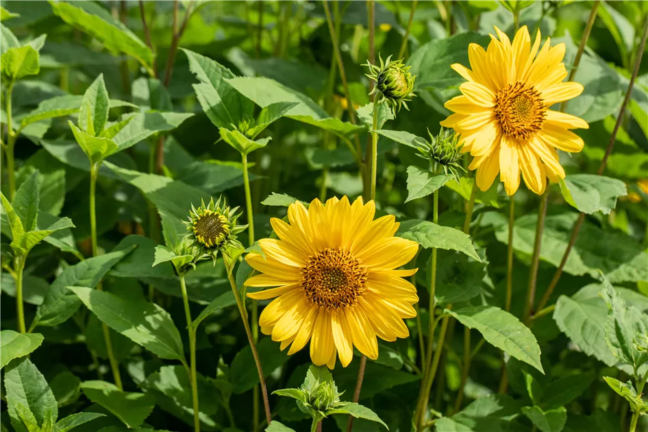 Stockschirm »Bauerngarten mit Sonnenblumen«