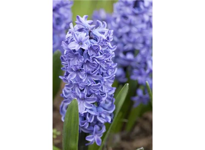 5 oder 10 Hyazinthen Blue Star duftend Blumenzwiebeln Hyacinthus Lieferbar 9.9