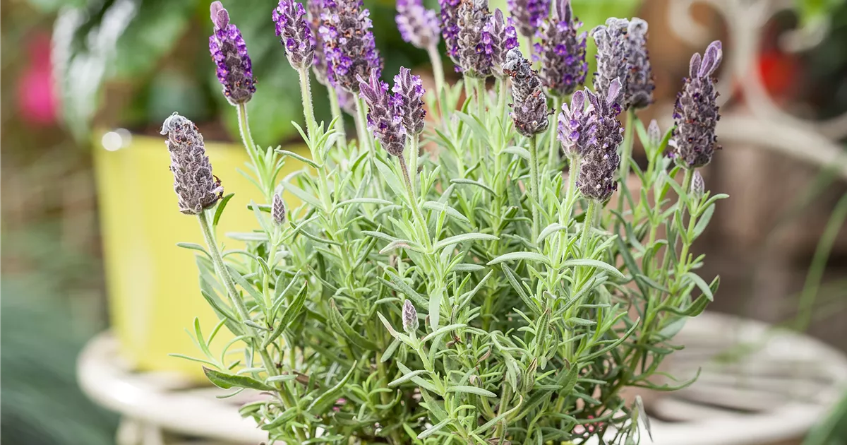 SchopfLavendel 'Anouk Dark Purple', Lavandula stoechas 'Anouk Dark Purple'