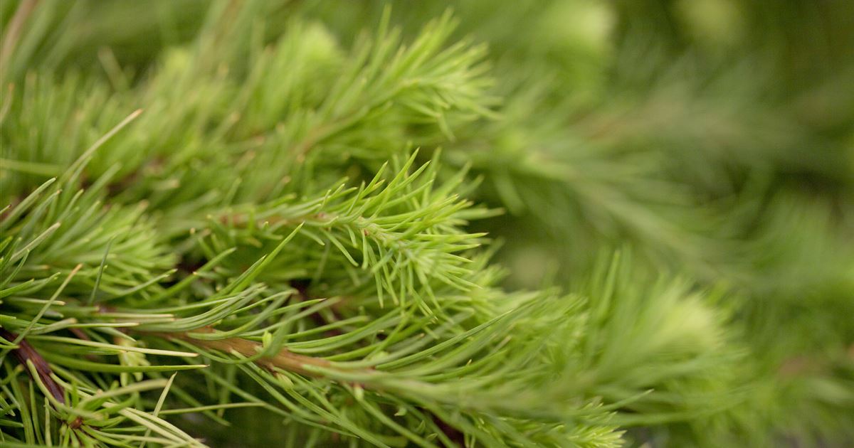 Japananische Lärche 'Little Boggle', Larix kaempferi 'Little Boggle'