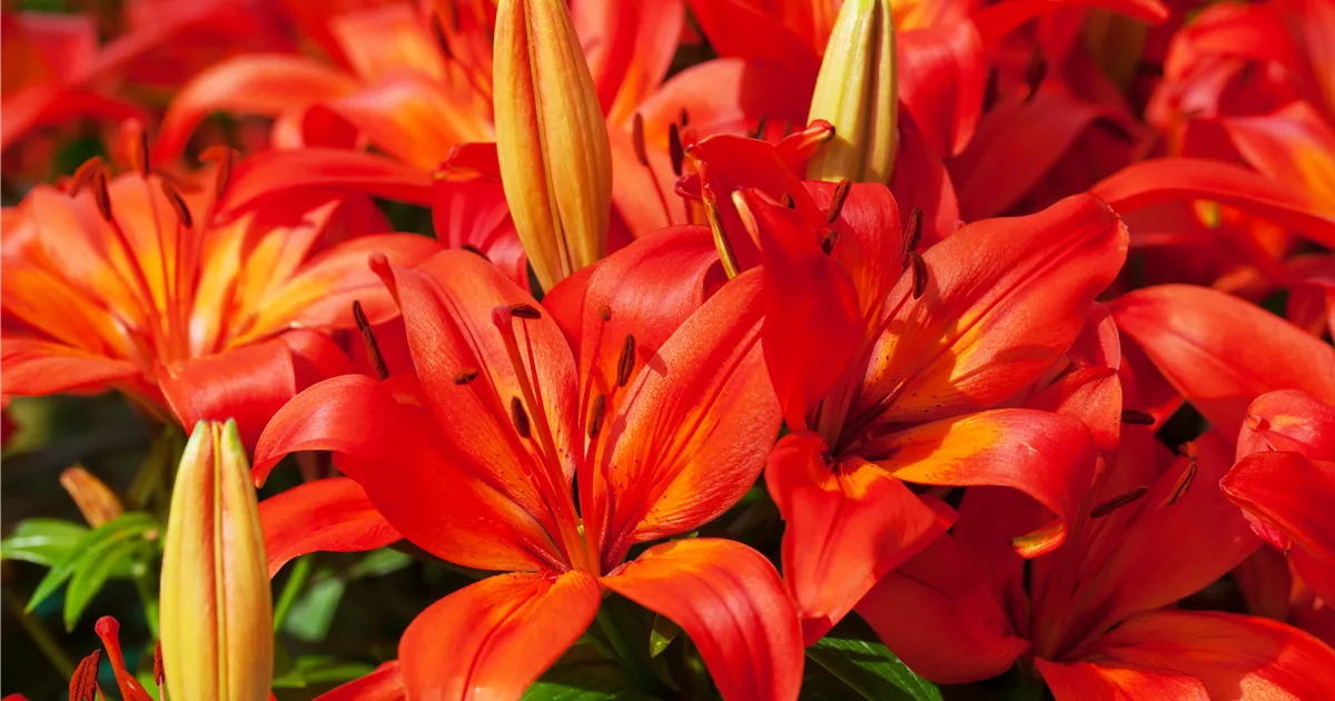 Asiatische Lilie 'Orange Matrix', Lilium 'Orange Matrix'