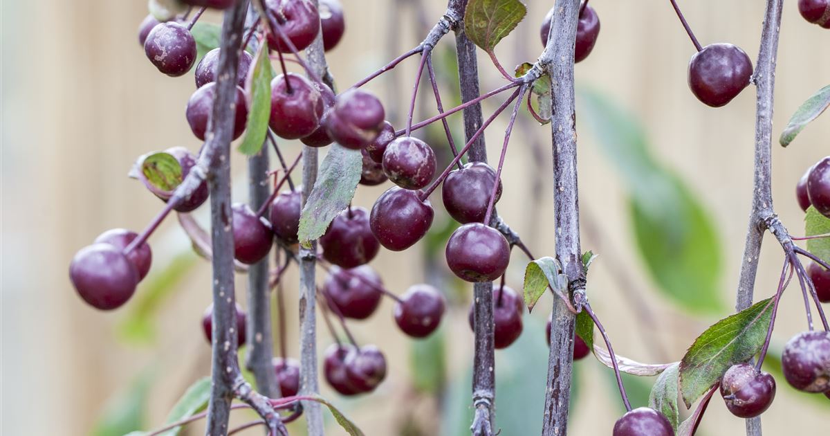 Zierapfel 'Royal Beauty', Malus 'Royal Beauty'