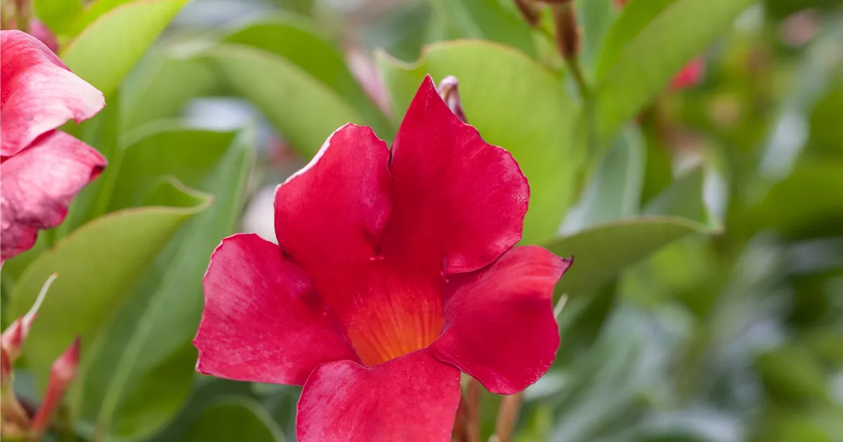Dipladenia 'Rio Deep Red', Mandevilla sanderi 'Rio Deep Red'
