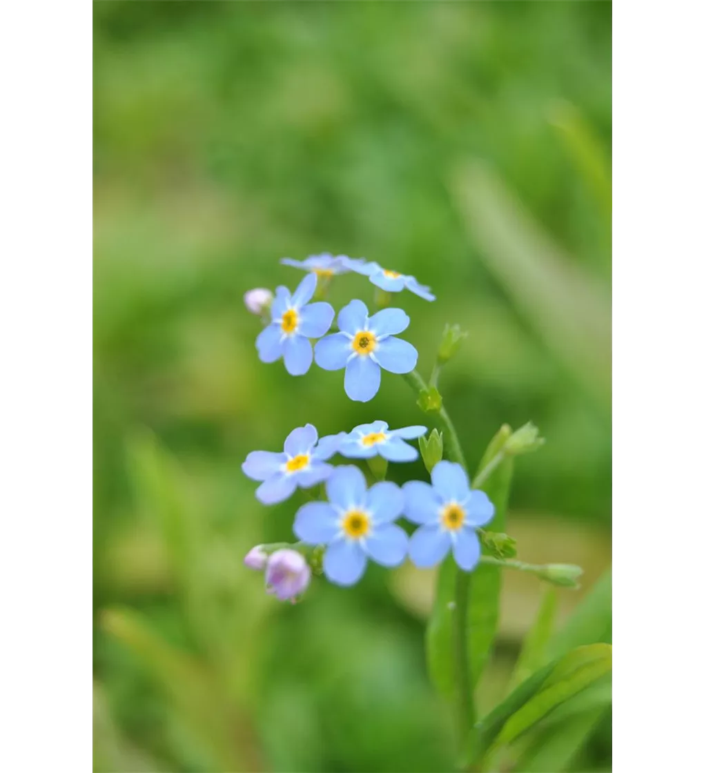 Sumpf Vergissmeinnicht Myosotis Scorpioides
