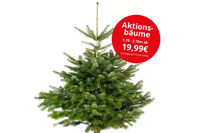 Weihnachtsbäume in Top premium Qualität von Mauk Gartenwelt