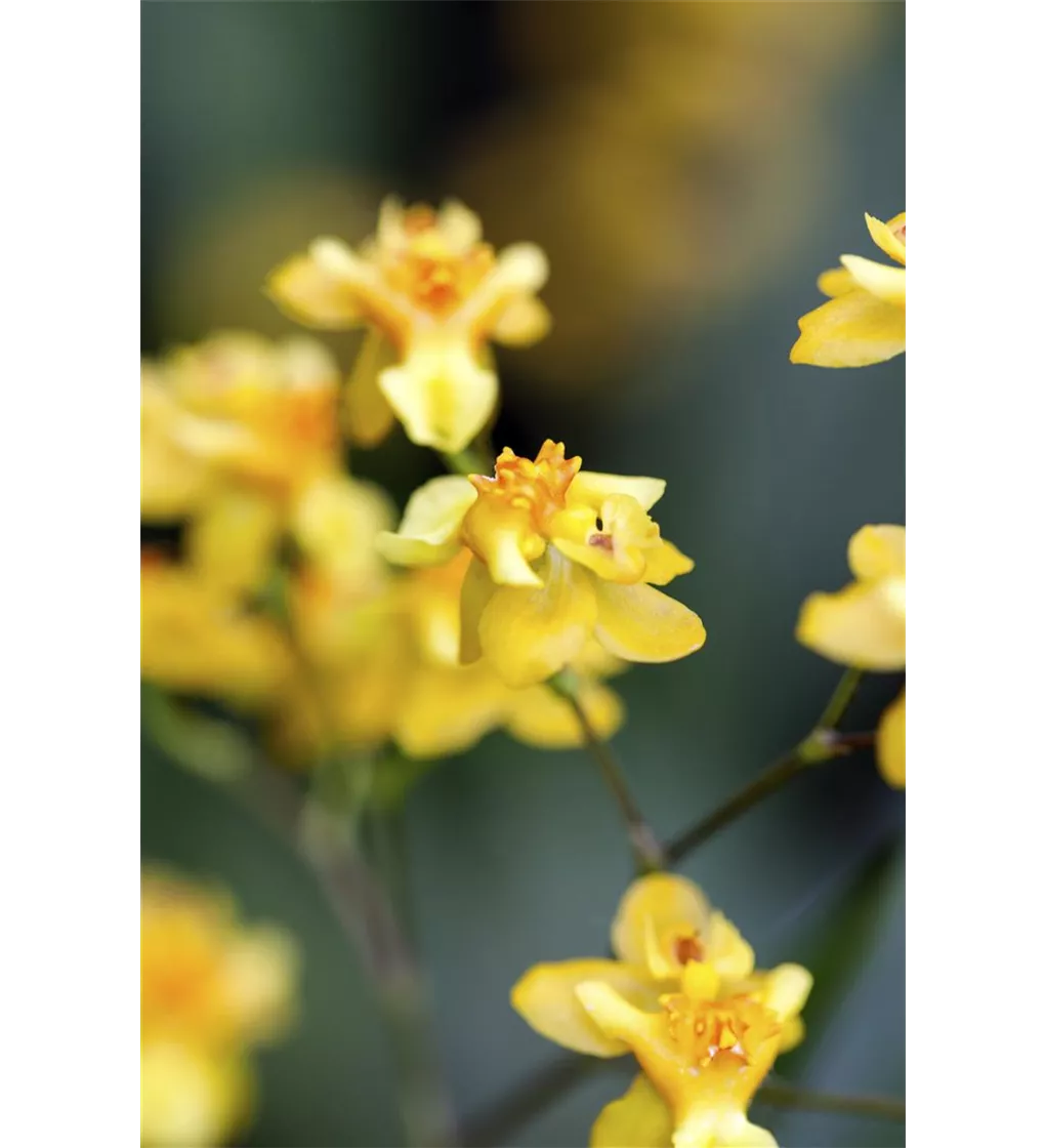 Oncidium-Orchidee, Oncidium \'Little Brilliants\'