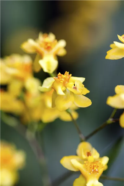 Oncidium-Orchidee, Oncidium 'Little Brilliants'