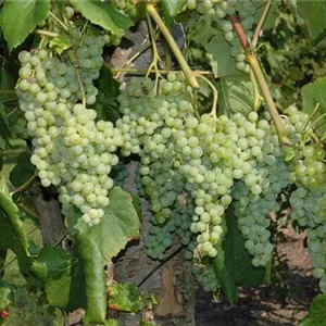 Weinreben im eigenen Garten anbauen so einfach geht’s! Mauk Gartenwelt
