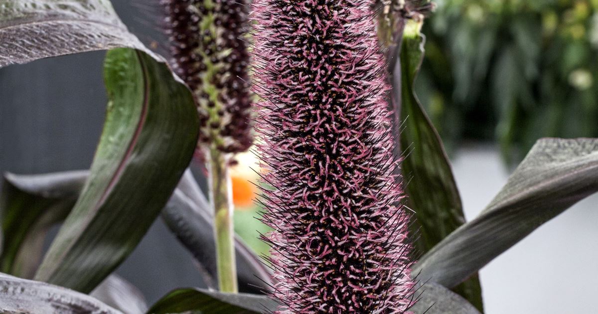 Garten-Federborstengras 'Purple Baron', Pennisetum glaucum 'Purple Baron'