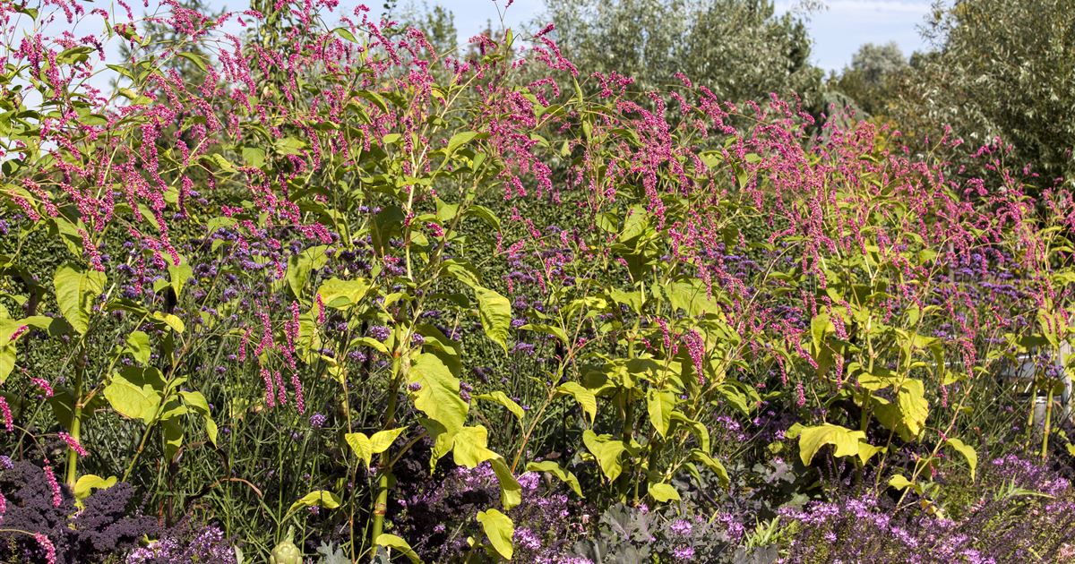 Orientalischer Knöterich, Persicaria orientalis