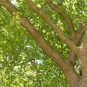 Schlank und hoch Säulenbäume setzen Akzente im Garten Mauk Gartenwelt