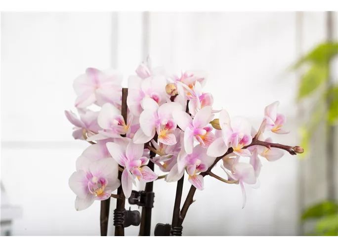 30-45 cm Groß weißen Blüten Zimmerpflanze im Topf Weiße Orchidee Phalaenopsis Table Dance Popcorn Orchidee mit 3+ Blütenstielen im 9 cm Topf 