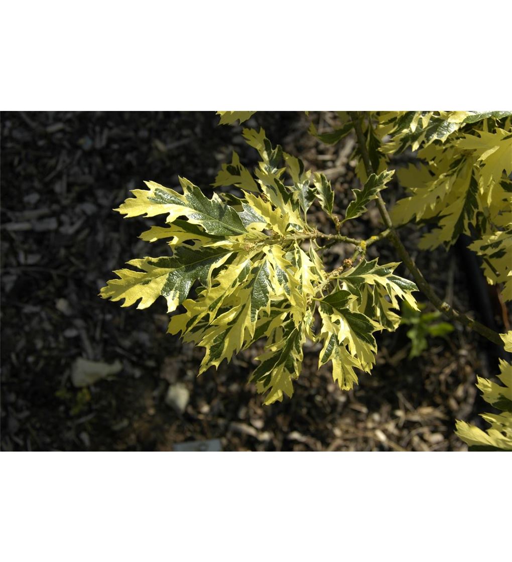 Quercus cerris 'Variegata'