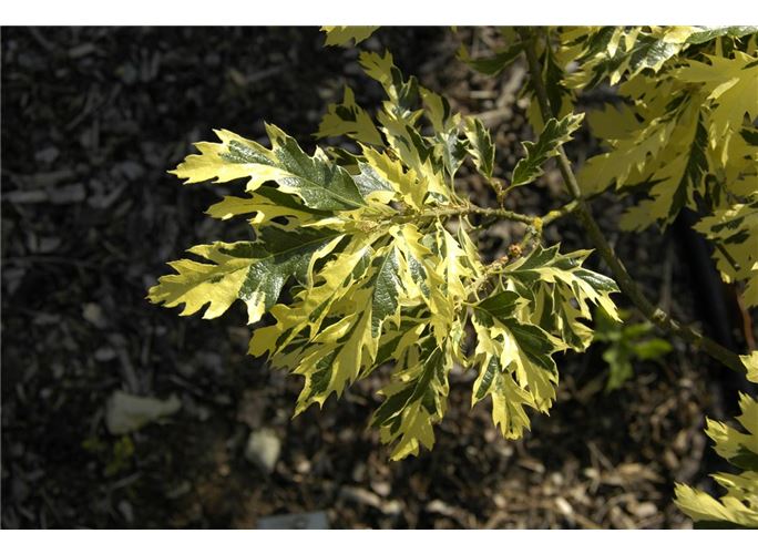 Quercus cerris 'Variegata'